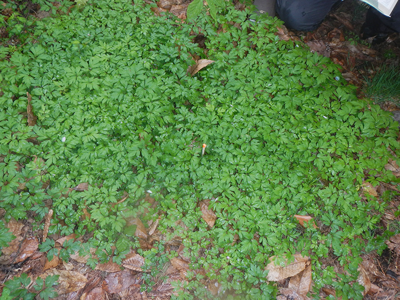 キクザキイチゲの群生。自然観察会のとき花は終わってました。