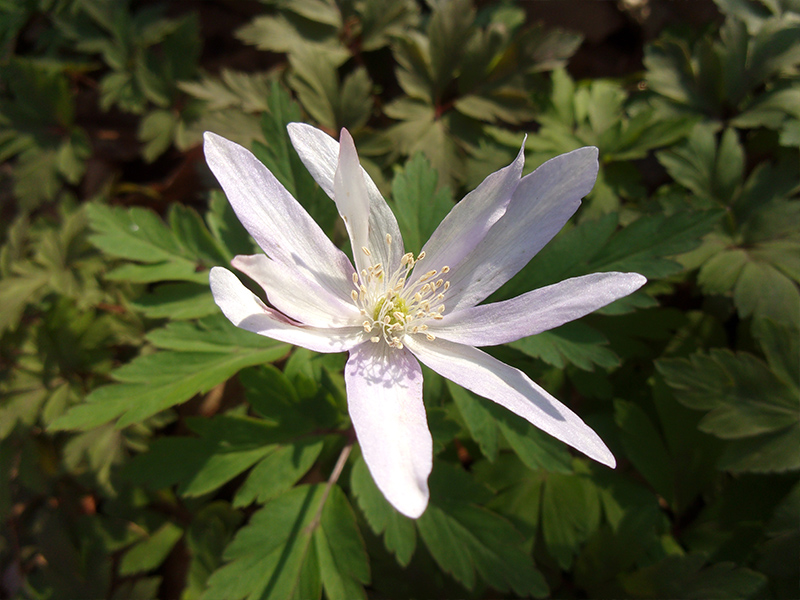 翌年、開花したところを確認できました。