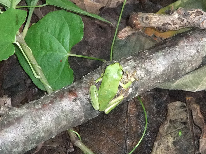 Find tree frogs in the green area!