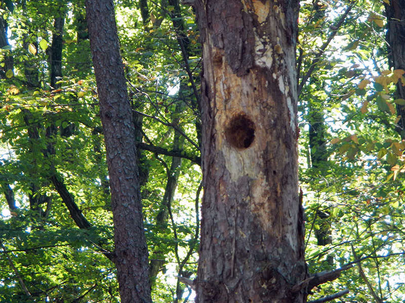 Hole drilled by woodpecker