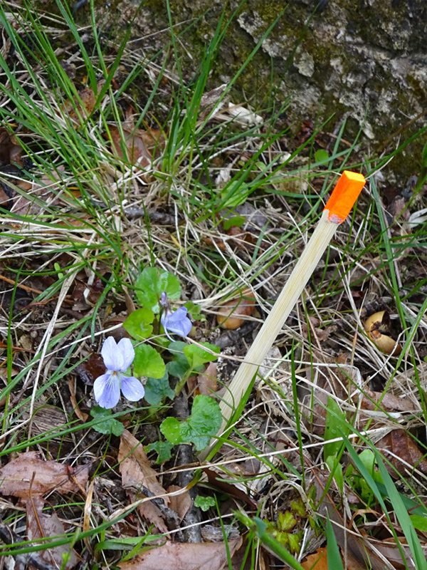 Viola grypoceras The species are marked.