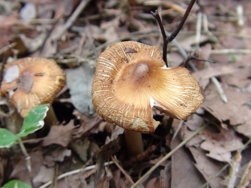 Many types of mushrooms inhabit.