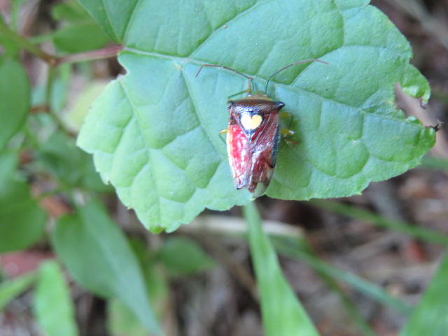 A heart in the forest of Morioka! (Astragala esakii Hasegawa)