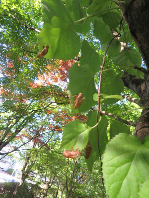 There were many cicada shells.