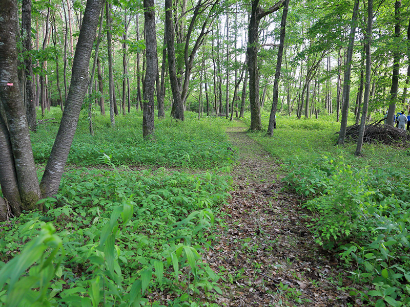 A nature trail was created by devising the weeding.