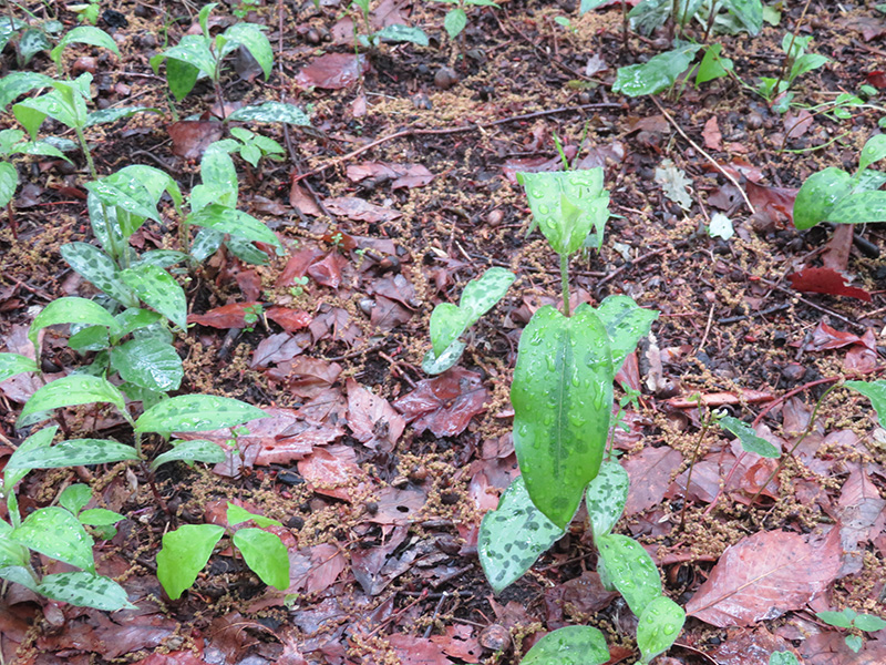 Toad lily from a soft, fallen leaves carpet!