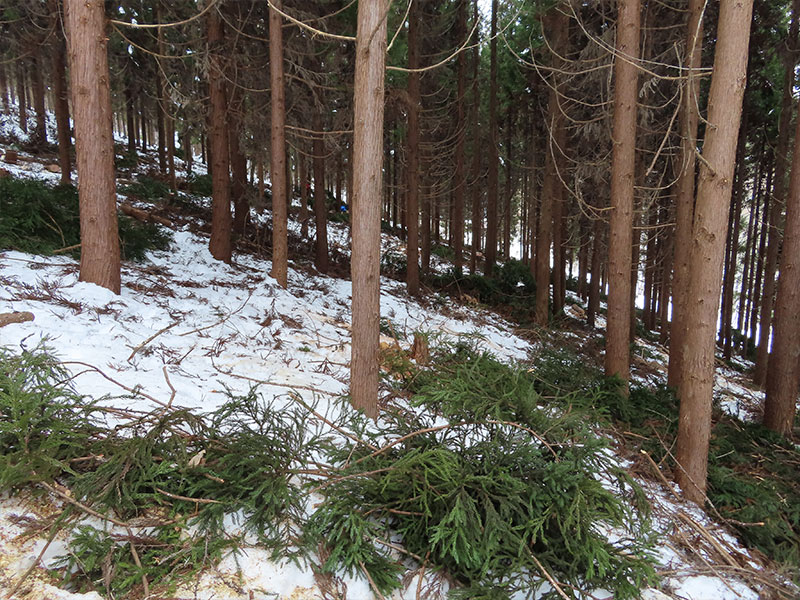 The forest after thinning