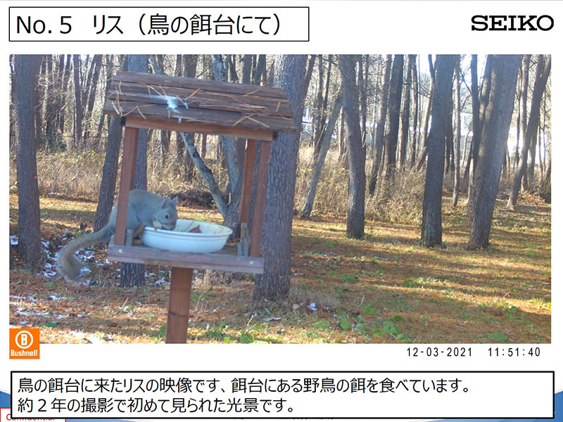 Japanese squirrel photographed at a bird feeder