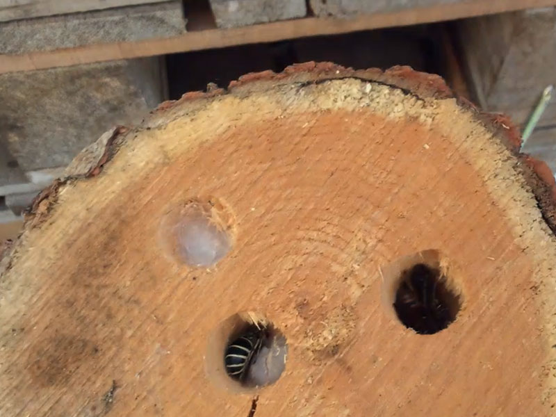 Fern black hornet (Vespula shidai Ishikawa) overwintering