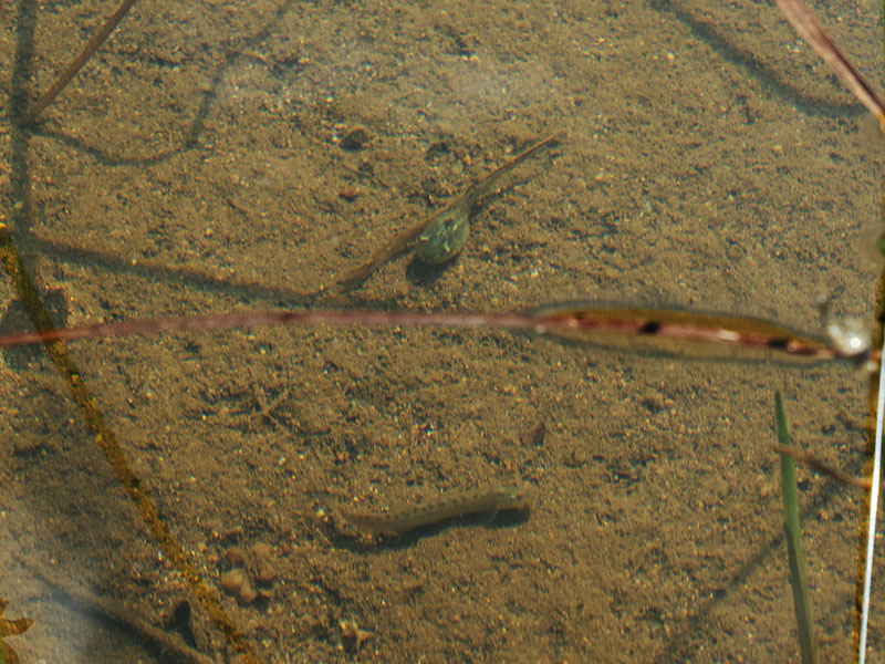 Tadpoles and loaches have already been spotted