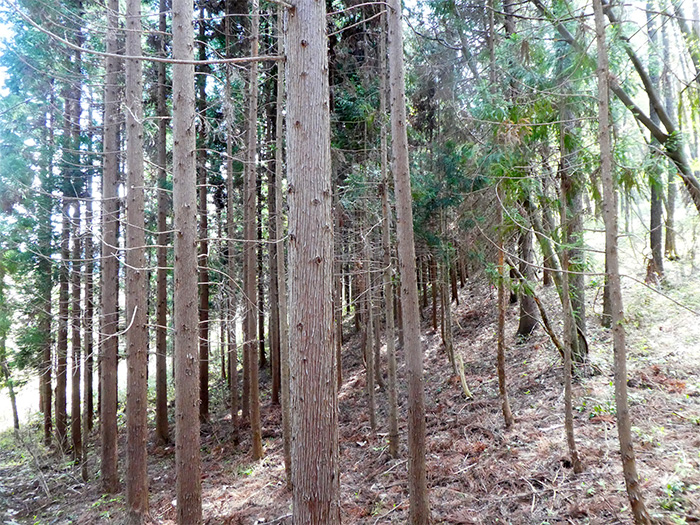 雫石町七つ森 写真