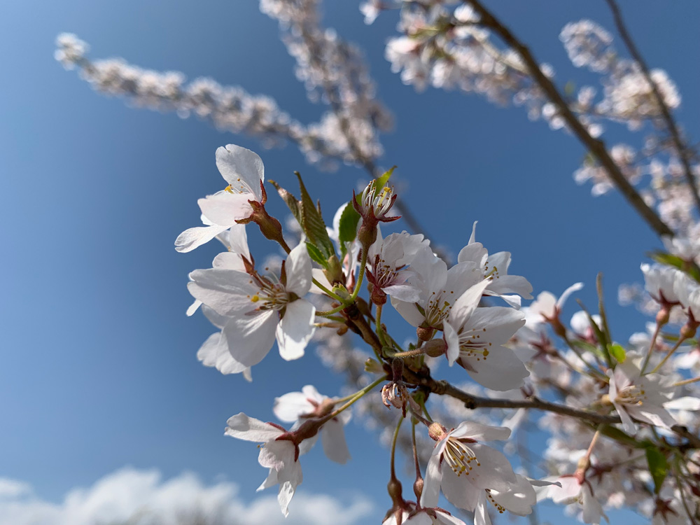 標本木の花の写真