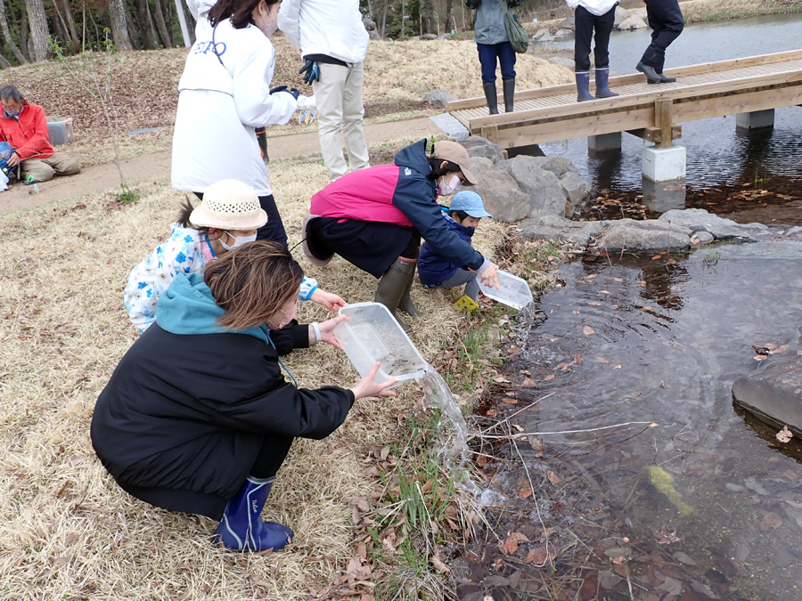 観察し終えた水生生物を逃がす