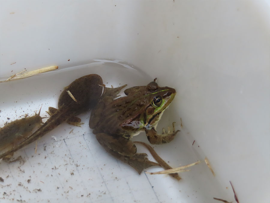 トウキョウダルマガエル