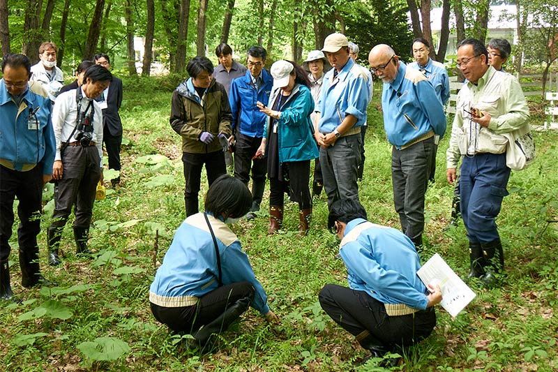 春の植物を観察