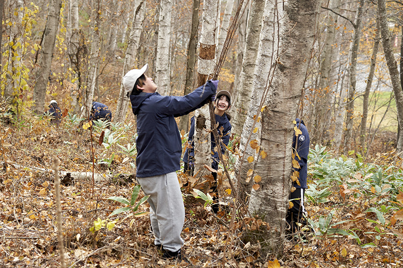 蔦を取除く様子