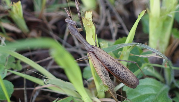 カマキリ