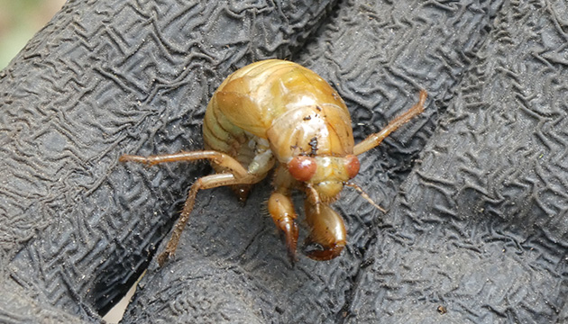 セミの幼虫