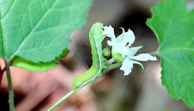 ヨトウガの幼虫